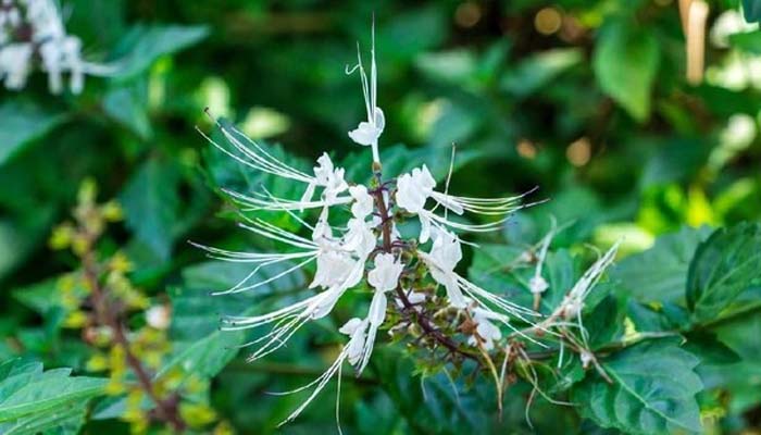 Kandungan hingga Khasiat Daun Kumis Kucing untuk Kesehatan